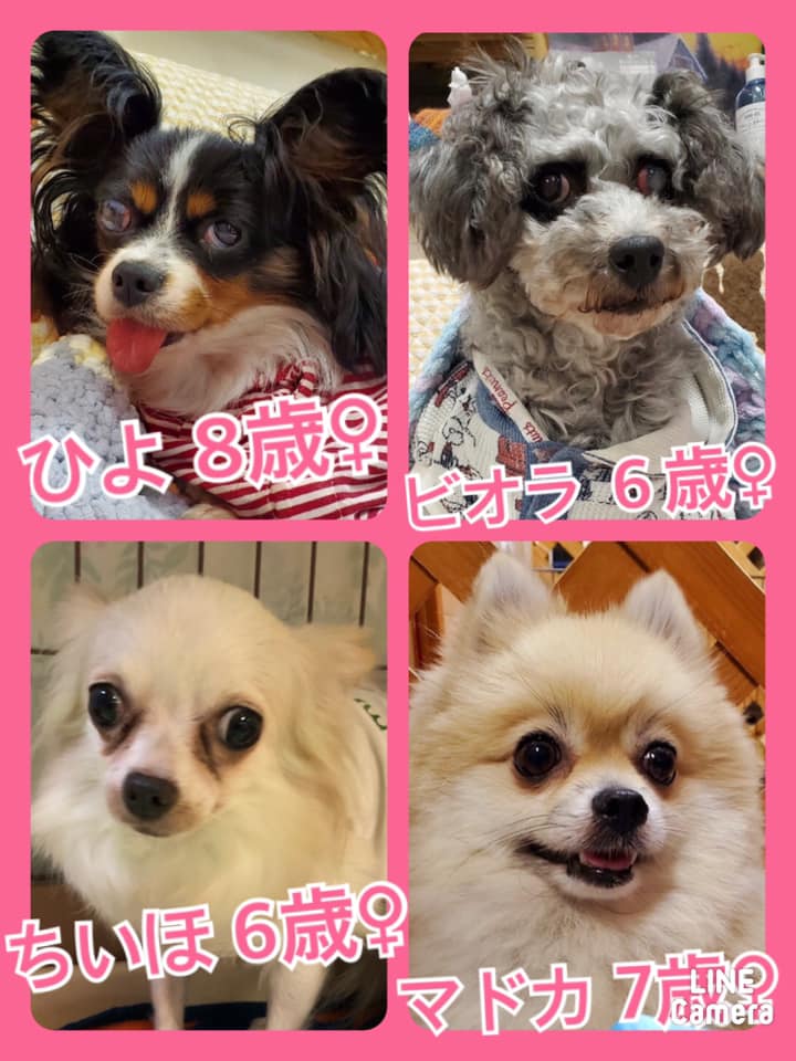 🐾今日の里親様募集中ワンコ🐶メンバーです🐾2020,9,28